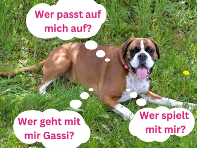 Umfrage zum Bedarf an einer Hundebetreuung im Stadtgut Steyr