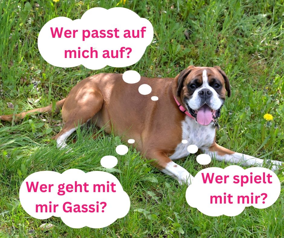 Umfrage zur Hundebetreuung im Stadtgut